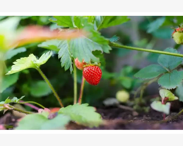 重装系统后MT4全没了配置能直接搬文件夹么_账户状态异常时登录请求被静默拒绝