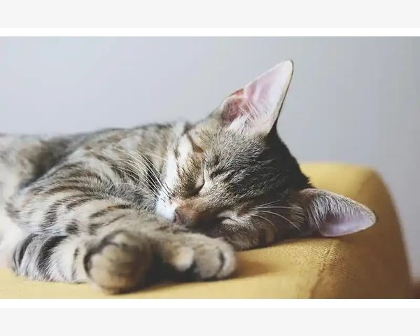 MT4画线工具手动标注埃利奥特波浪的实操方法_旧账户登录失败常见原因与排查步骤
